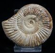 Inch Perisphinctes Ammonite - Jurassic #1958-1